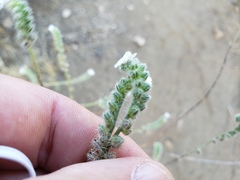 Cryptantha intermedia intermedia