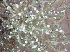 Cryptantha intermedia intermedia