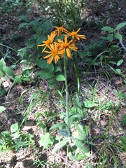 Tephroseris flammea