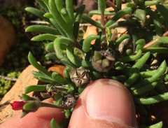 Delosperma neethlingiae