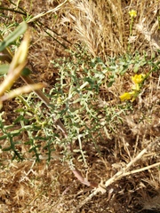 Chaenactis artemisiifolia