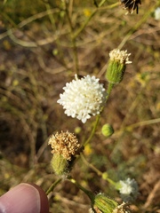 Chaenactis artemisiifolia