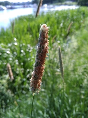 Alopecurus pratensis