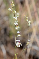 Streptanthus glandulosus secundus