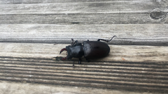 Lucanus cervus