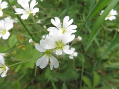 Cerastium arvense