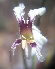 Streptanthus glandulosus secundus