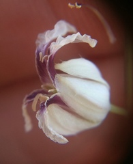 Streptanthus glandulosus secundus