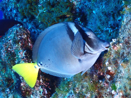 Razor Surgeonfish