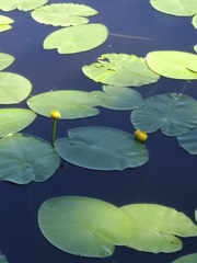 Nuphar lutea