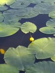 Nuphar lutea