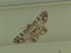 Thallogama corticola