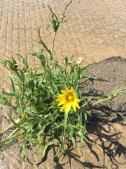 Tragopogon orientalis