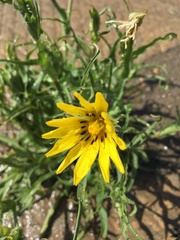 Tragopogon orientalis