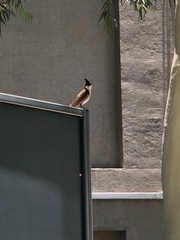 Pycnonotus