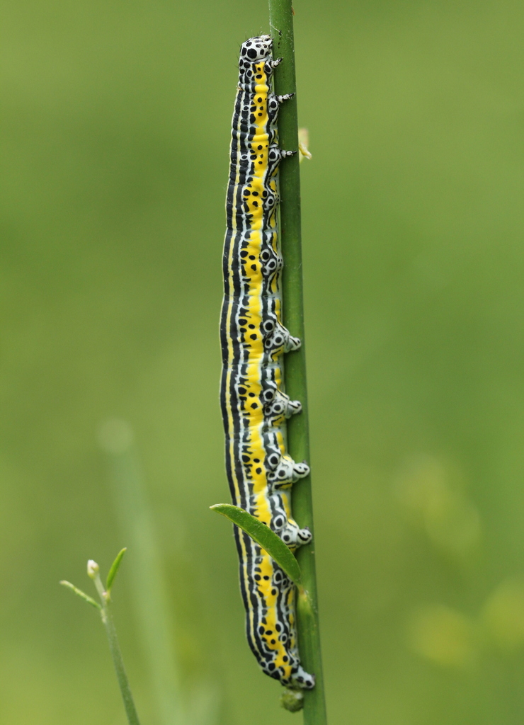 Apopestes