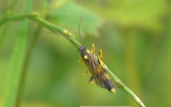 Amblyteles armatorius