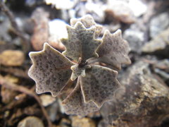 Streptanthus batrachopus