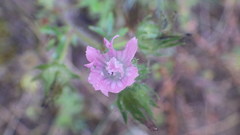 Malva setigera