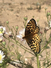 Speyeria callippe comstocki