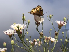 Speyeria callippe comstocki