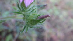 Malva setigera