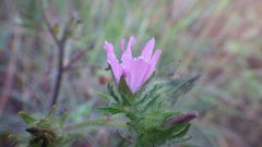 Malva setigera
