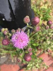 Cirsium arvense