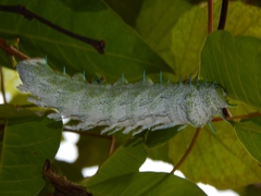 Attacus taprobanis