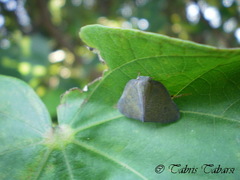 Ricaniidae
