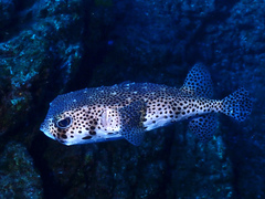 Chilomycterus reticulatus