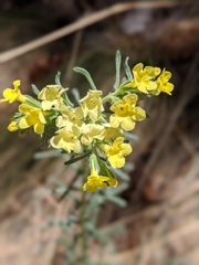 Lithospermum cobrense