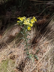 Lithospermum cobrense