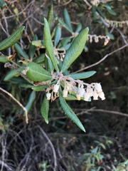 Comarostaphylis diversifolia diversifolia