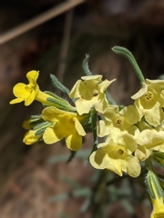 Lithospermum cobrense