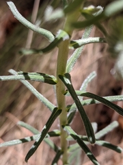 Lithospermum cobrense