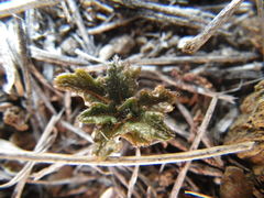 Streptanthus glandulosus pulchellus