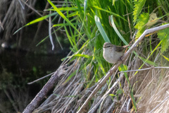 Iduna caligata