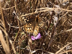 Speyeria callippe comstocki