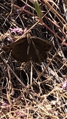 Cercyonis sthenele behrii