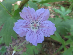 Geranium wlassovianum