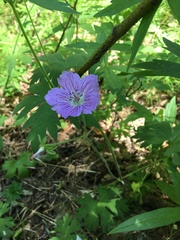 Geranium wlassovianum