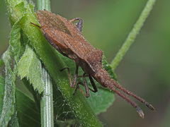 Coriomeris denticulatus
