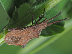 Coriomeris denticulatus