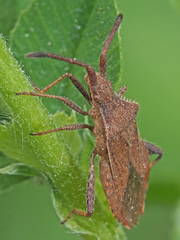 Coriomeris denticulatus