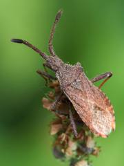 Coriomeris denticulatus