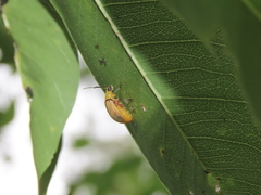 Paridea testacea