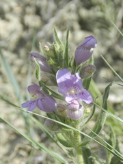 Penstemon