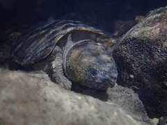 Platysternon megacephalum