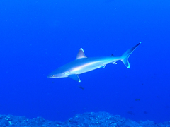 Carcharhinus albimarginatus